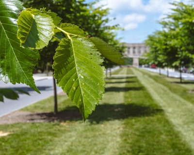 A few green leaves on a tree branch. In the background are many green trees leading to grey Hokie Stone Torgersen Hall on a sunny day